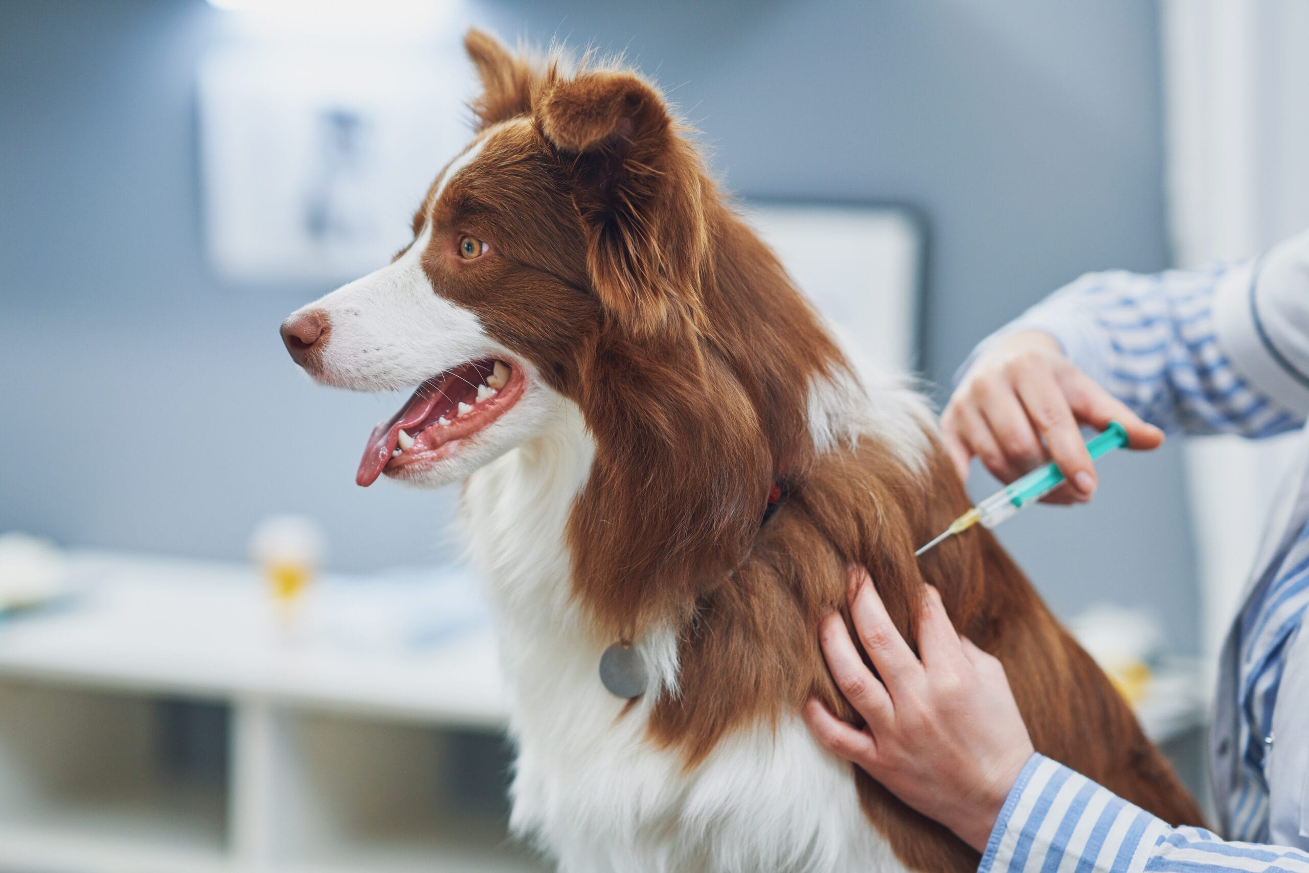 Brown Border Collie dog during visit in vet