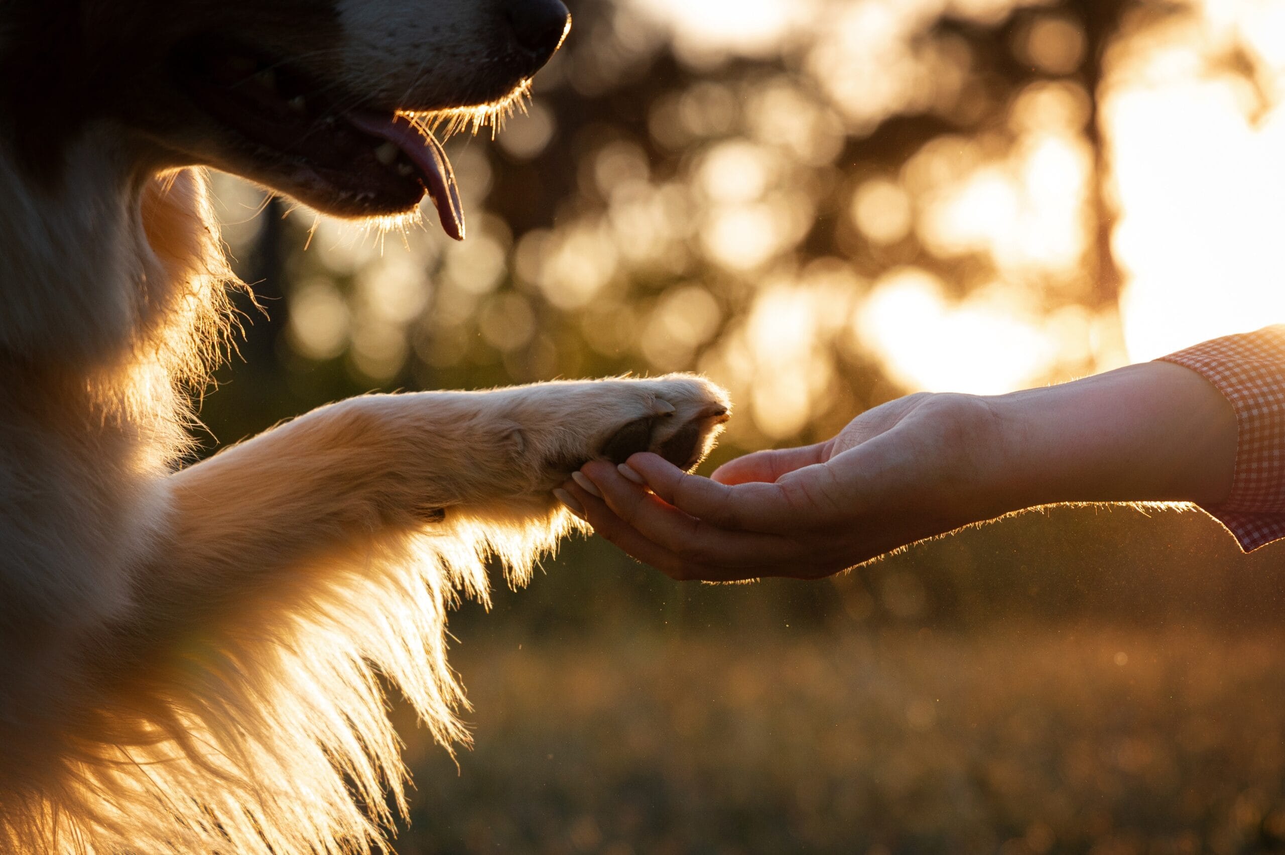 dog gives a paw to a man